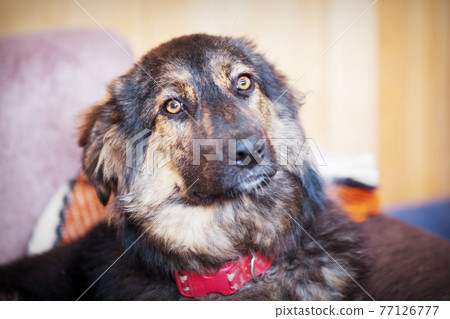 Dog with sad eyes in shelter for adoption Dog with sad eyes in shelter for adoption 77126777