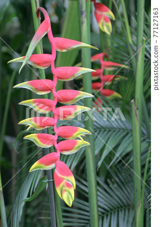the group of the flowers of a Banana plant the group of the flowers of a Banana plant 77127163