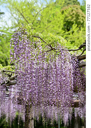 紫藤花 紫藤花 77127582