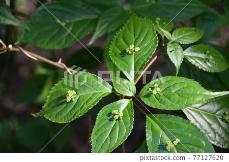 花中田花 花中田花 77127620