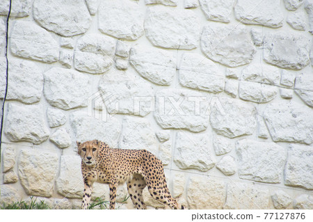 Cheetah Cheetah 77127876