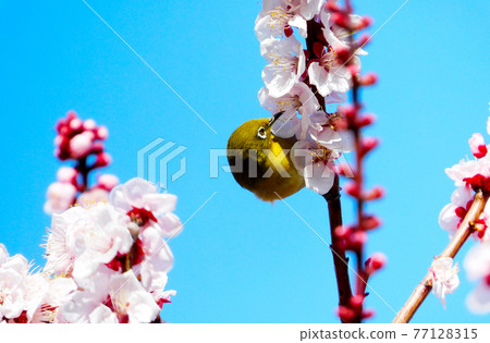 White-eye poking cherry blossoms White-eye poking cherry blossoms 77128315