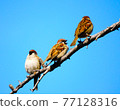 三隻麻雀棲息在樹枝上 77128316