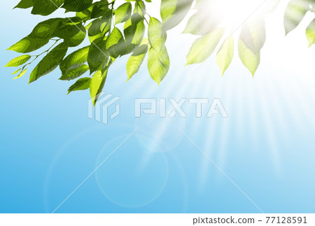 Fresh green cherry leaves Nikko Fresh green cherry leaves Nikko 77128591