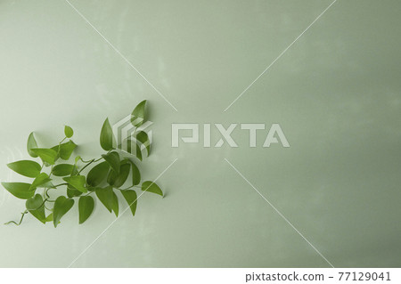 Smilax light green background 77129041