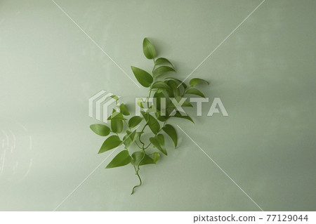 Smilax 淺綠色背景 Smilax 淺綠色背景 77129044