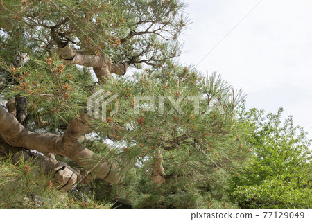 Pine tree 77129049