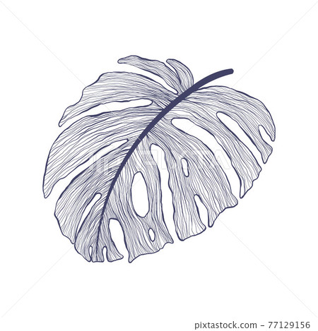 Tropical monstera single leaf in modern linear... - Stock Illustration  [77129156] - PIXTA