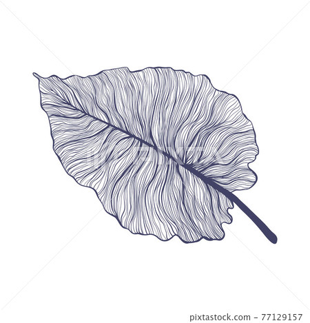 Tropical monstera single leaf in modern linear style. Hand drawn exotic summer leaf illustration. Philodendron leaf in outline design. Isolated on white background. 77129157