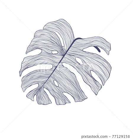 Tropical monstera single leaf in modern linear style. Hand drawn exotic summer leaf illustration. Philodendron leaf in outline design. Isolated on white background. 77129158