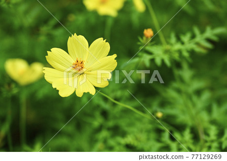國立阿爾卑斯Azumi公園的波斯菊(堀金/穗高地區) 國立阿爾卑斯Azumi公園的波斯菊(堀金/穗高地區) 77129269