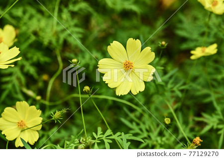 國立阿爾卑斯Azumi公園的波斯菊（堀金/穗高地區） 77129270