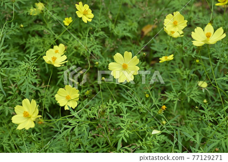 國立阿爾卑斯Azumi公園的波斯菊（堀金/穗高地區） 77129271
