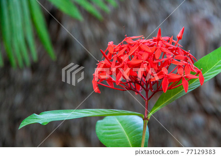 Santanka blooming in bright red Santanka blooming in bright red 77129383