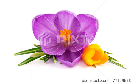 Crocus flowers bouquet, isolated on white background. Beautiful spring flowers. Crocus flowers bouquet, isolated on white background. Beautiful spring flowers. 77129638