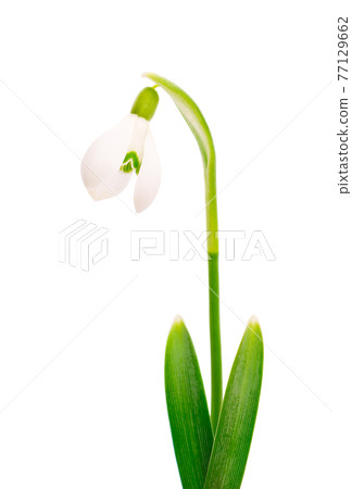 Snowdrop flower isolated on white background. Beautiful spring flowers. Snowdrop flower isolated on white background. Beautiful spring flowers. 77129662