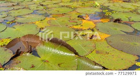 Big lotus flowers in garden and pond, lake in Phuket, Thailand. Relaxation. Nature landscape background. 77129971