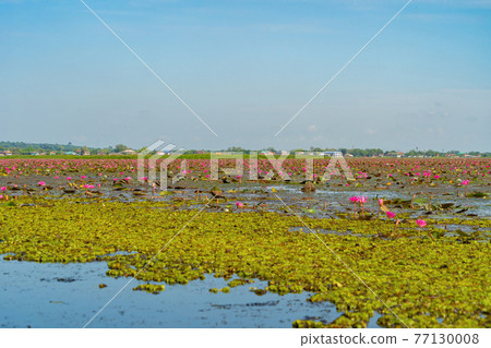 Pink lotus flowers in pond, sea or lake in national park in Thale Noi, Songkhla, Thailand. Nature landscape background. 77130008