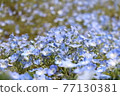 Nemophila 77130381