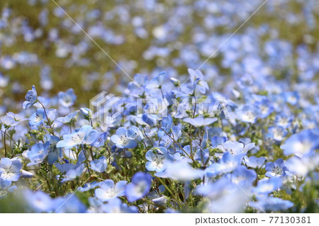 Nemophila Nemophila 77130381