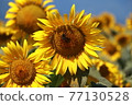 sunflower	 77130528