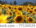Sunflower field 77130529