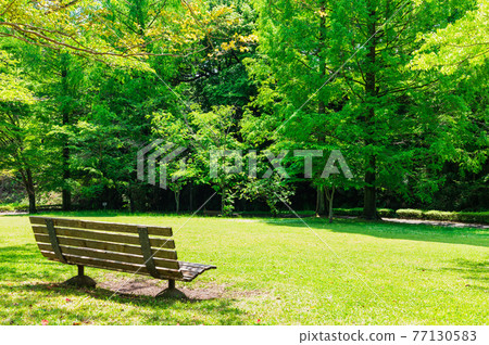 綠樹環繞的公園長椅 77130583