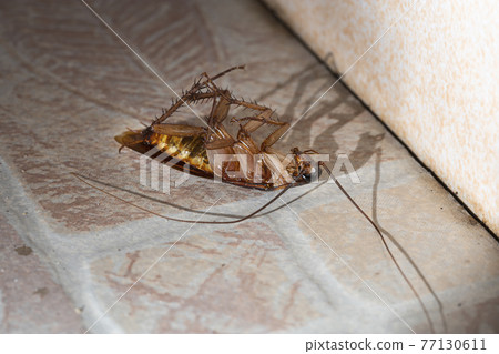The cockroach lay dead on the bathroom floor of the house. 77130611