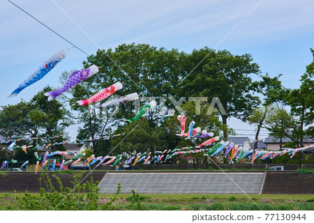Carp streamer May image Dragon Boat Festival Carp streamer May image Dragon Boat Festival 77130944