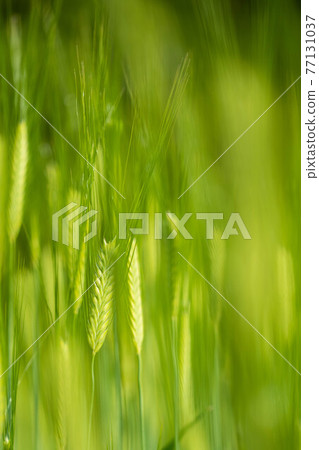麥穗遍地開花 77131037