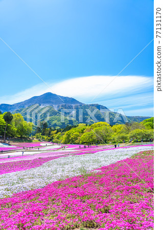Spring in Japan Scenery of moss phlox and Mt. Buko in Chichibu Hitsujiyama Park, Saitama Prefecture 77131170