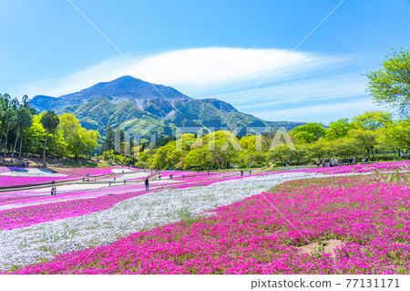 Spring in Japan Scenery of moss phlox and Mt. Buko in Chichibu Hitsujiyama Park, Saitama Prefecture Spring in Japan Scenery of moss phlox and Mt. Buko in Chichibu Hitsujiyama Park, Saitama Prefecture 77131171