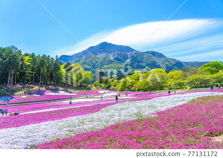 日本的春天 埼玉縣秩父羊山公園的苔蘚福祿考和武子山 77131172