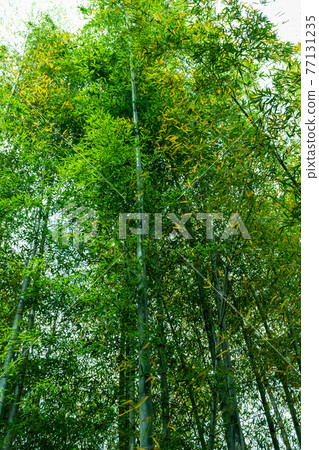 毛竹生長的山上的竹子,直竹 毛竹生長的山上的竹子,直竹 77131235