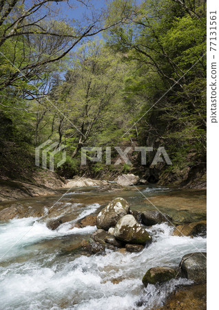 Fresh green on the banks of the Nasu mountain stream and the flow of the river Fresh green on the banks of the Nasu mountain stream and the flow of the river 77131561