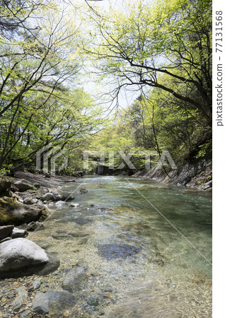 Fresh green on the banks of the Nasu mountain stream and the flow of the river Fresh green on the banks of the Nasu mountain stream and the flow of the river 77131568