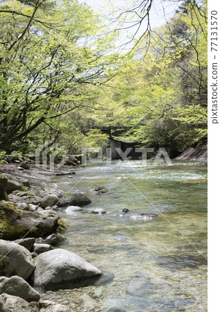 Fresh green on the banks of the Nasu mountain stream and the flow of the river Fresh green on the banks of the Nasu mountain stream and the flow of the river 77131570