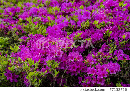 Azaleas 77132736