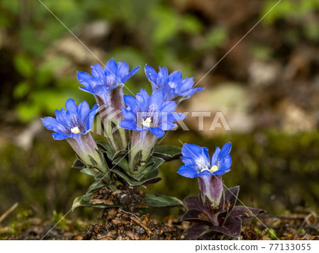 Fuderindou花 77133055
