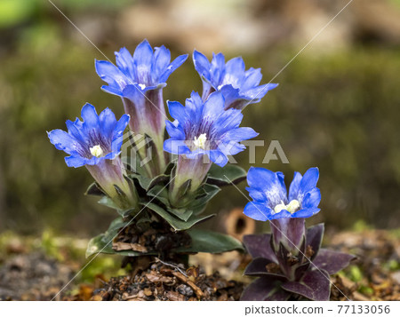 Fuderindou花 Fuderindou花 77133056