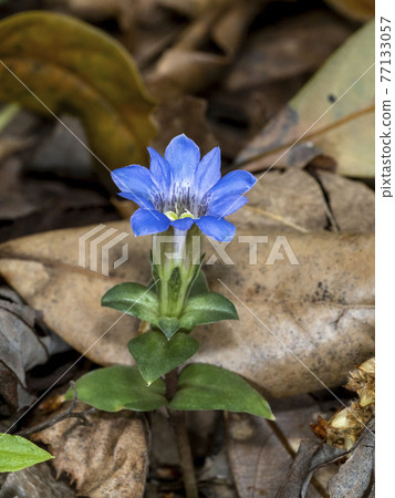 Fuderindou花 77133057