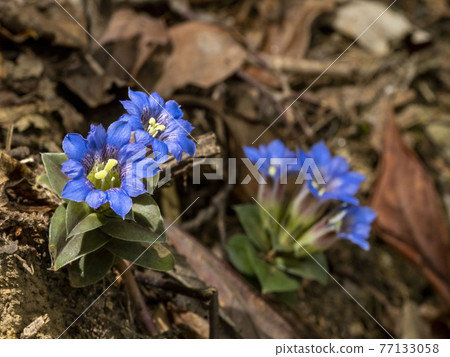 Fuderindou花 77133058
