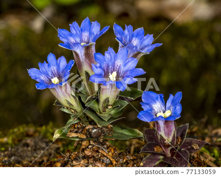 Fuderindou花 77133059