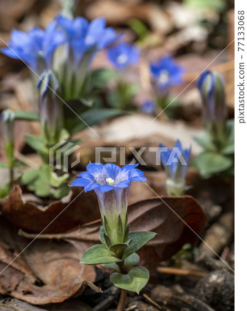 Fuderindou花 Fuderindou花 77133068