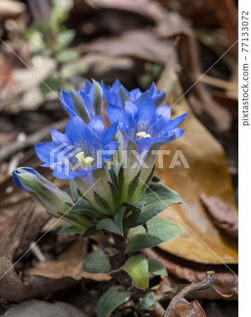 Fuderindou flower Fuderindou flower 77133072