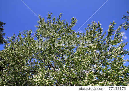 Prunus grayana (Rosaceae) Prunus grayana (Rosaceae) 77133173