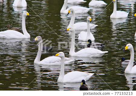 Swan Swan 77133213