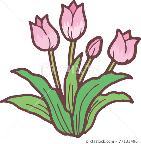 Tulip 77133496