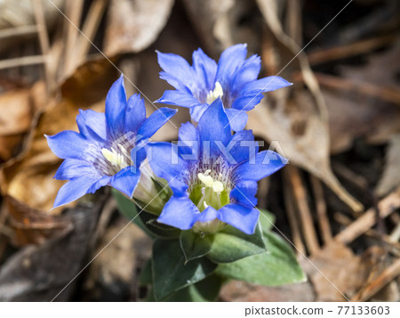 Fuderindou flower Fuderindou flower 77133603