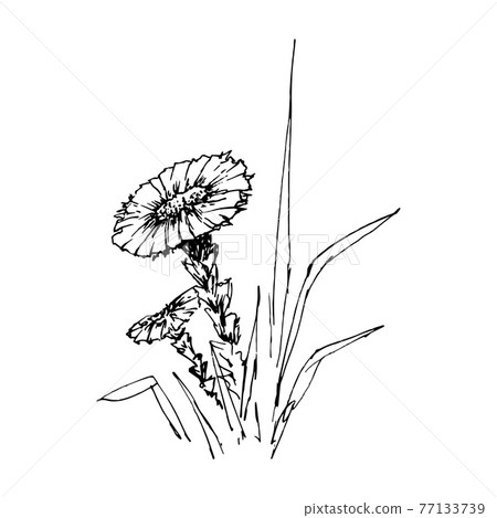 Coltsfoot. Vintage sketch of flower. Hand-drawn vector illustration, isolated on white 77133739
